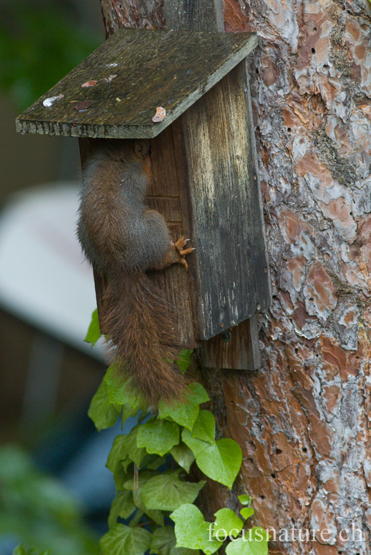 Ecureuil 2496.jpg - Ecureuil roux Sciurus vulgaris: plusieurs petits sont nés dans ce nichoir, cette année! (Ermitage, Genève, Suisse, mai 2013)